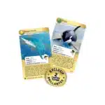 Jeu de cartes stratégique Coffret Orque et Requin – BIOVIVA – Image 4