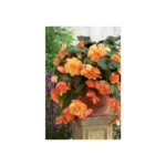Bégonia tubéreux retombant Cascade Sunray Taylors Bulbs - bulbes à fleurs orange et jaune