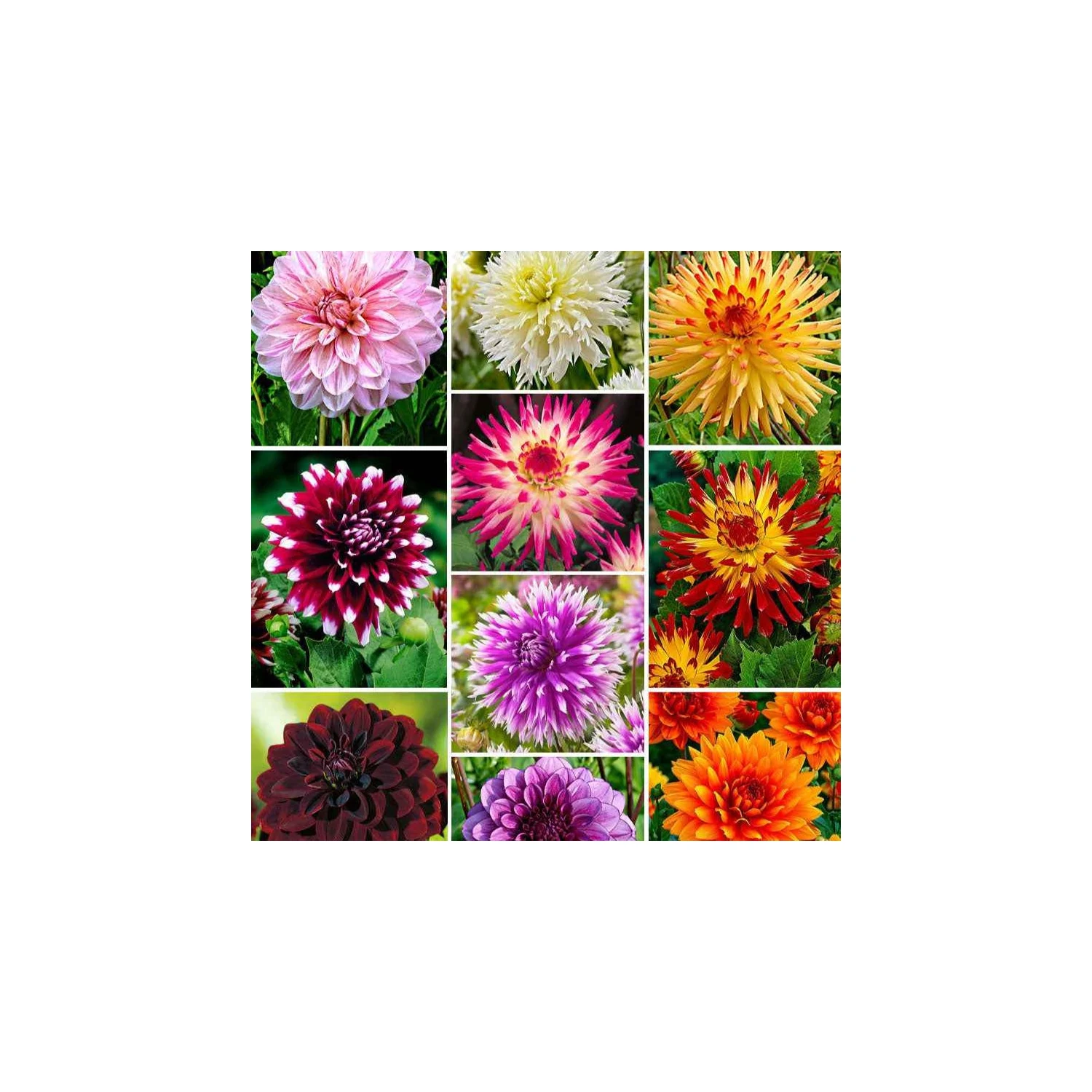 5000448795563 Willemse - Lot de 10 bulbes de Dahlias The Ten en mélange, calibre I – Image 1