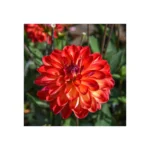 Dahlia décoratif Simone - Bulbe calibre I, fleurs orange-rouge