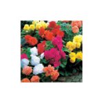 Bulbes de Bégonias doubles en mélange · sachet de bulbes à fleurs d'été pour jardin et potée
