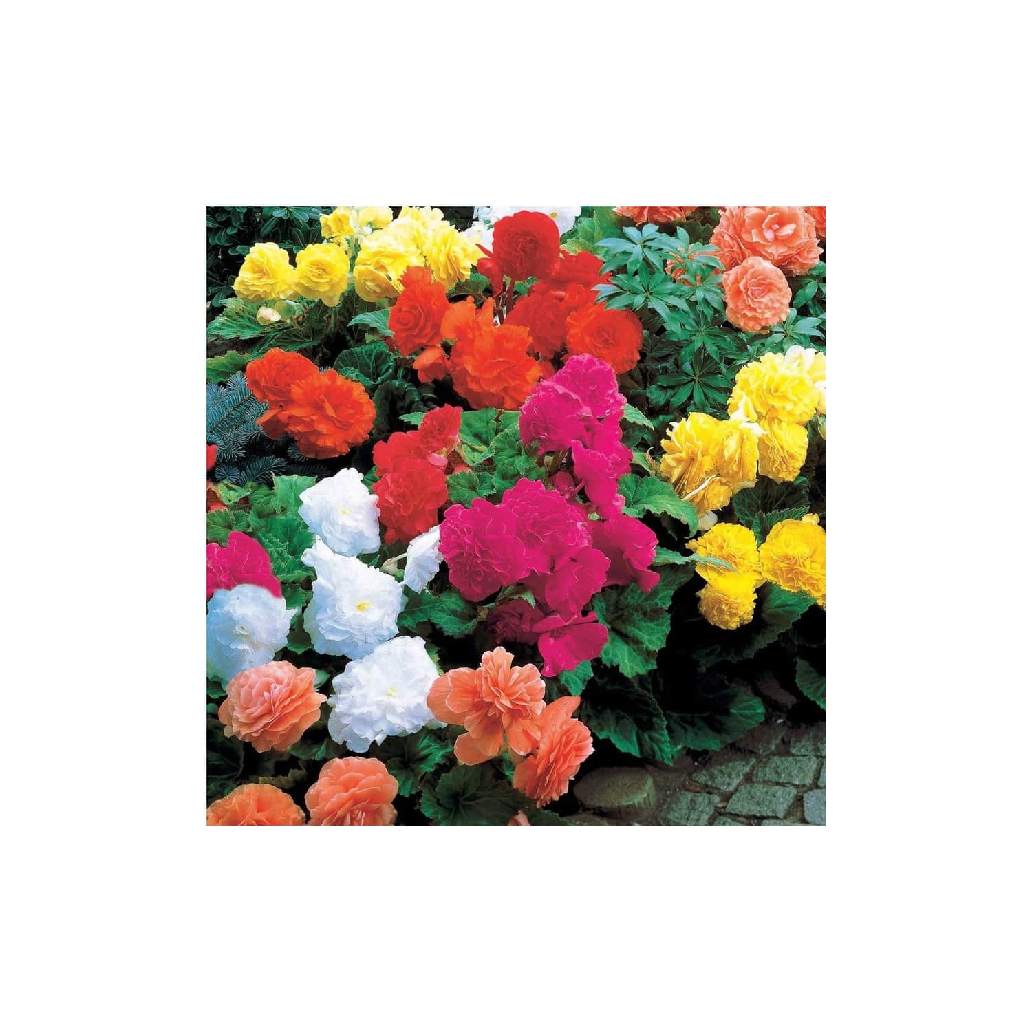 52092-5000448755277 Bulbes de Bégonias doubles en mélange · sachet de bulbes à fleurs d'été pour jardin et potée – Image 1
