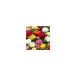 Renoncules en mélange Taylors Bulbs - Sachet de bulbes calibre 5/6 (Ranunculus)