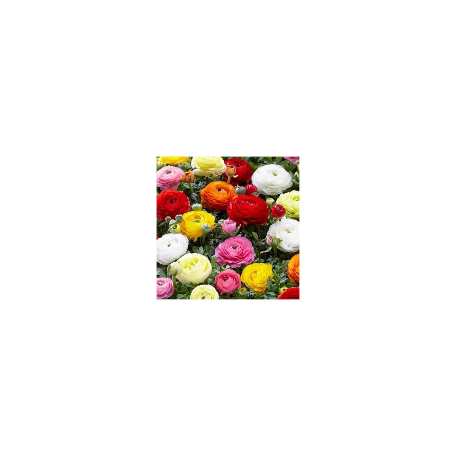 52093-5000448755697 Renoncules en mélange Taylors Bulbs - Sachet de bulbes calibre 5/6 (Ranunculus) – Image 1