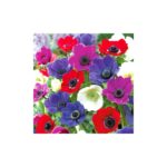 Bulbes d'Anémones de Caen en mélange · calibre 6/7 · sachet de fleurs à planter