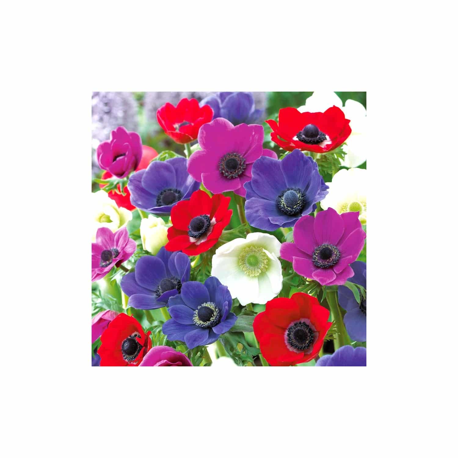 52094-5000448756052 Bulbes d'Anémones de Caen en mélange · calibre 6/7 · sachet de fleurs à planter – Image 1