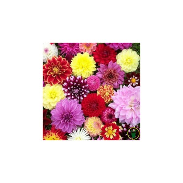 Graines de Dahlia nain Mignon varié · sachet de semences de fleurs annuelles