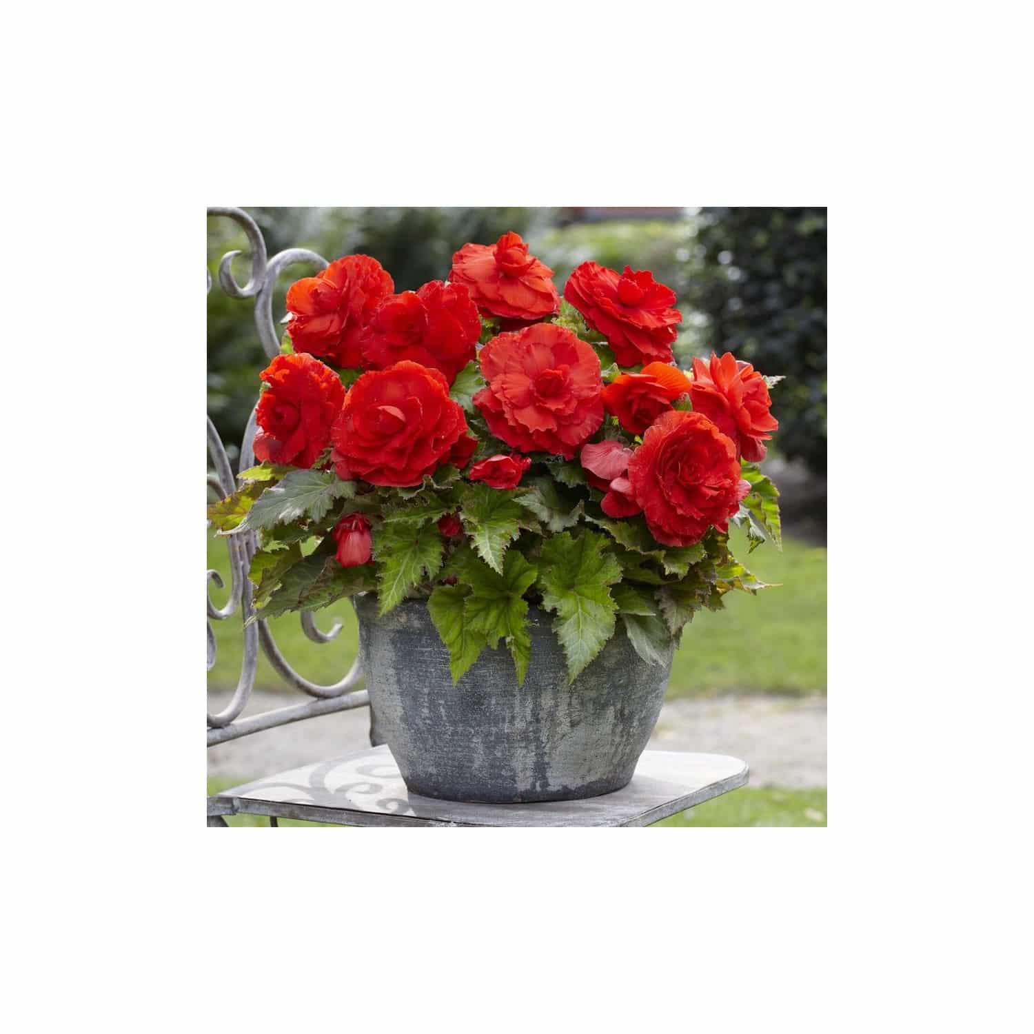 52097-5000448755956 Bégonias doubles rouges - sachet de bulbes à fleurs, floraison d'été – Image 1